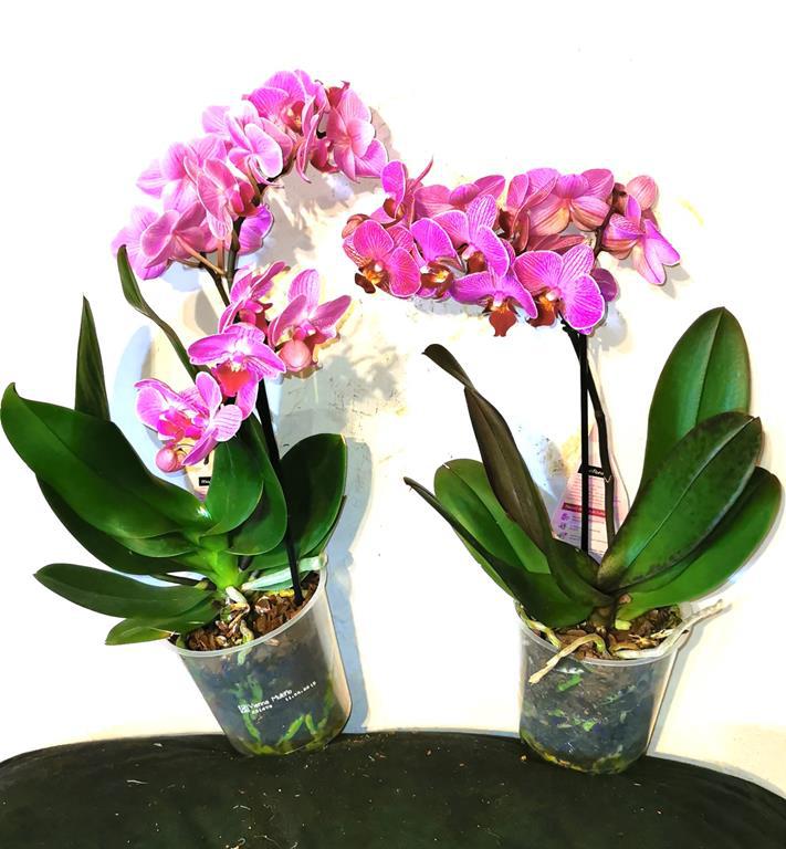 > PRZECENA < STORCZYK Phalaenopsis w doniczce - KWITNCY /FOTO REAL!