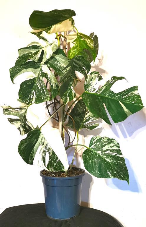 Monstera Deli Borsi Cebublue haft Mint-