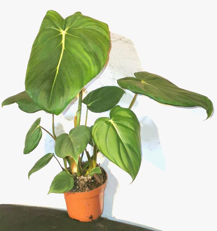 > PRZECENA < PIKNY PHILODENDRON MCDOWELL - W DONICZCE ok. 70/80cm /FOTO REAL!