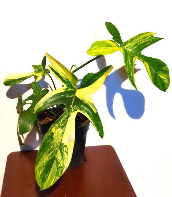 > PROMOCJA < PIKNY PHILODENDRON FLORIDA BEAUTY W DONICZCE /FOTO REAL!