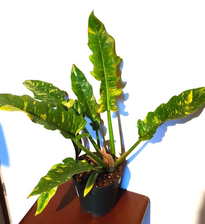 > PROMOCJA < PIKNY Philodendron RING OF FIRE - W DONICZCE P15 /FOTO REAL!